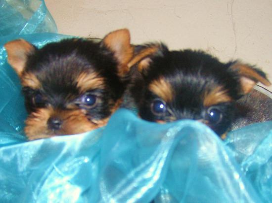 Les Yorkshire Terriers of Meadow Cottage