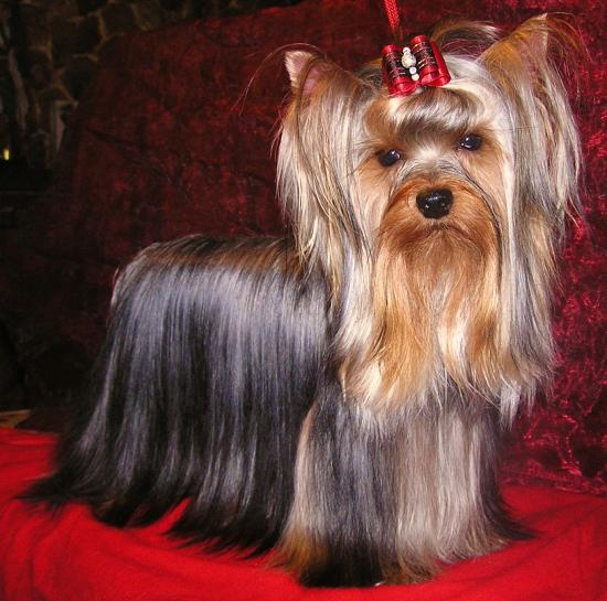 Les Yorkshire Terriers of Meadow Cottage