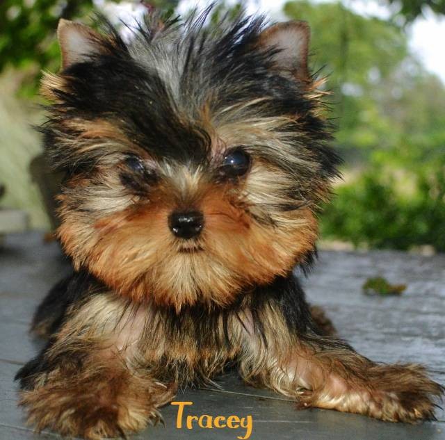 Tracey 