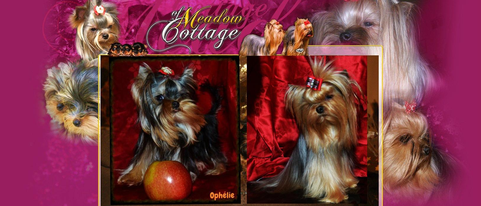 Elevage de Yorkshire Terriers of Meadow Cottage