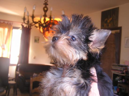 El Fonzy of Meadow Cottage