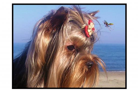 Les Yorkshire Terriers of Meadow Cottage