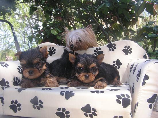 Yorkshire Terriers