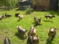 Sur la pelouse..la famille s'amuse!