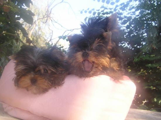 Bébés Emy Shirley