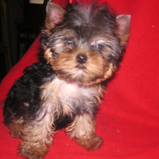 Yorkshire Terriers