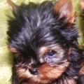 Les Yorkshire Terriers of Meadow Cottage