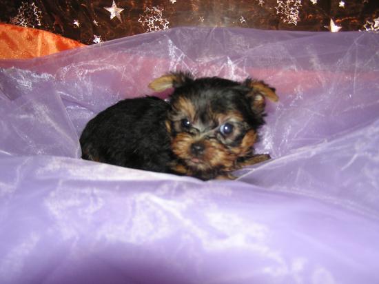 Yorkshire Terriers