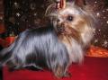 Les Yorkshire Terriers of Meadow Cottage