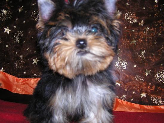 Les Yorkshire Terriers of Meadow Cottage