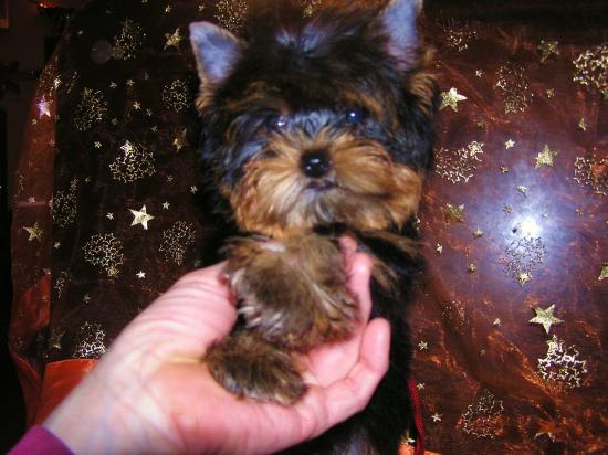 Fiona (3mois 1/2)