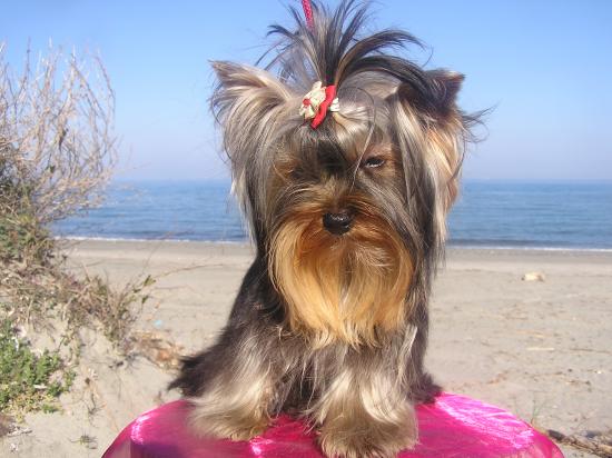 Les Yorkshire Terriers of Meadow Cottage