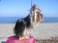 Les Yorkshire Terriers of Meadow Cottage