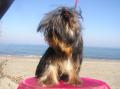 Les Yorkshire Terriers of Meadow Cottage