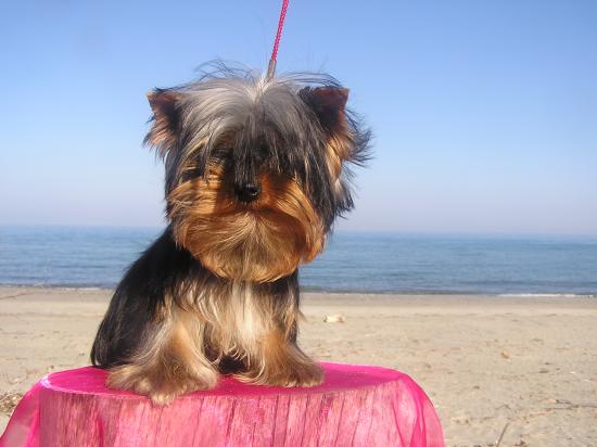 Les Yorkshire Terriers of Meadow Cottage