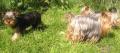 Les Yorkshire Terriers of Meadow Cottage