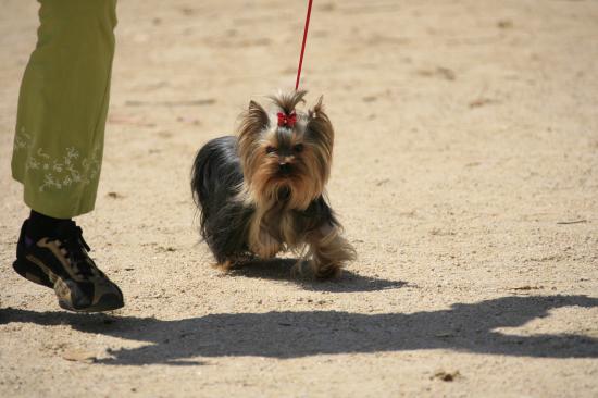 Aiyana en expo (Cacib Ajaccio)