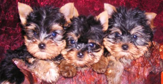 Les Yorkshire Terriers of Meadow Cottage