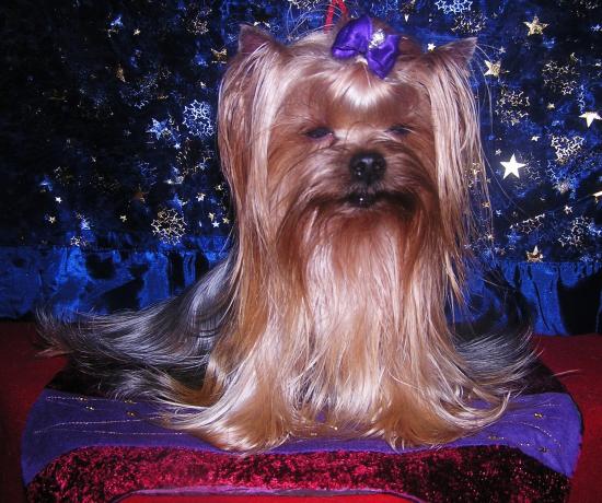 Les Yorkshire Terriers of Meadow Cottage