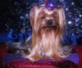 Les Yorkshire Terriers of Meadow Cottage