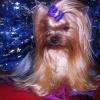 Les Yorkshire Terriers of Meadow Cottage Les Yorkshire Terriers of Meadow Cottage