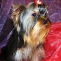 Les Yorkshire Terriers of Meadow Cottage
