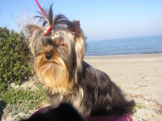 Les Yorkshire Terriers of Meadow Cottage