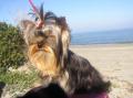 Les Yorkshire Terriers of Meadow Cottage