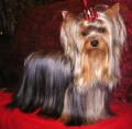 Les Yorkshire Terriers of Meadow Cottage