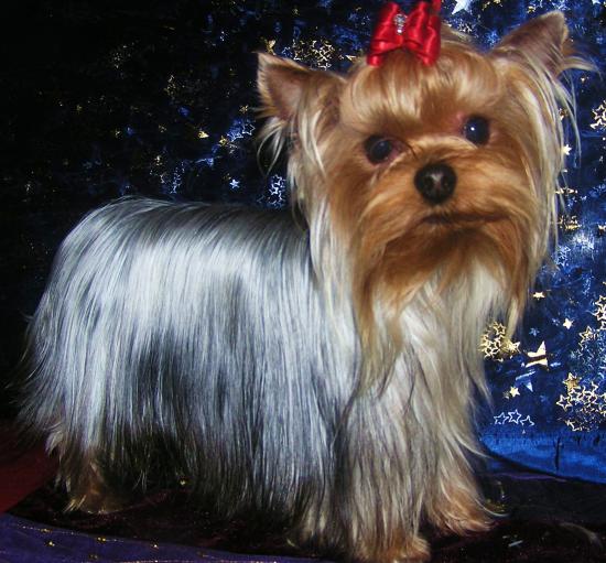 Les Yorkshire Terriers of Meadow Cottage