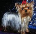 Les Yorkshire Terriers of Meadow Cottage