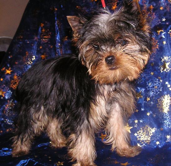Les Yorkshire Terriers of Meadow Cottage