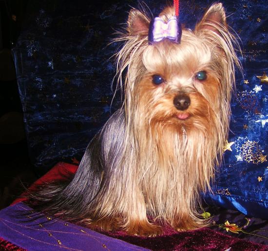 Les Yorkshire Terriers of Meadow Cottage