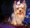Les Yorkshire Terriers of Meadow Cottage