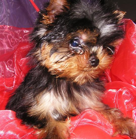 Les Yorkshire Terriers of Meadow Cottage