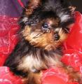 Les Yorkshire Terriers of Meadow Cottage