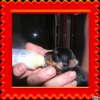 Mes Yorkshire terriers.Photos diverses Mes Yorkshire terriers.Photos diverses