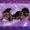 Mes Yorkshire terriers.Photos diverses Mes Yorkshire terriers.Photos diverses