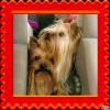 Mes Yorkshire terriers.Photos diverses Mes Yorkshire terriers.Photos diverses