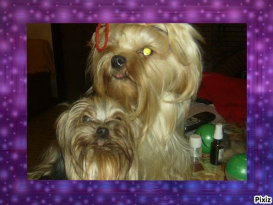 Mes Yorkshire terriers.Photos diverses