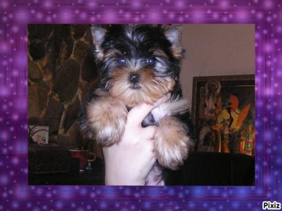 Mes Yorkshire terriers.Photos diverses