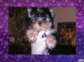 Mes Yorkshire terriers.Photos diverses