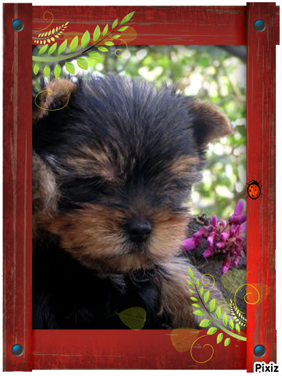 Mes Yorkshire terriers.Photos diverses