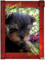 Mes Yorkshire terriers.Photos diverses
