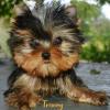 Tracey Tracey